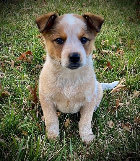 I am a female, black and white Queensland Heeler mix. . Pit heeler puppies for sale